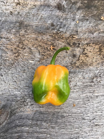 Hot Pepper Habanero