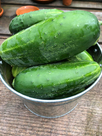 Cucumber