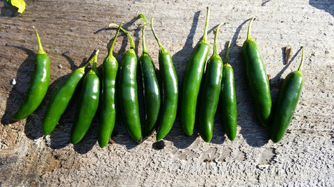 Hot Pepper Jalafuego