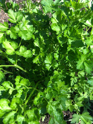 Parsley