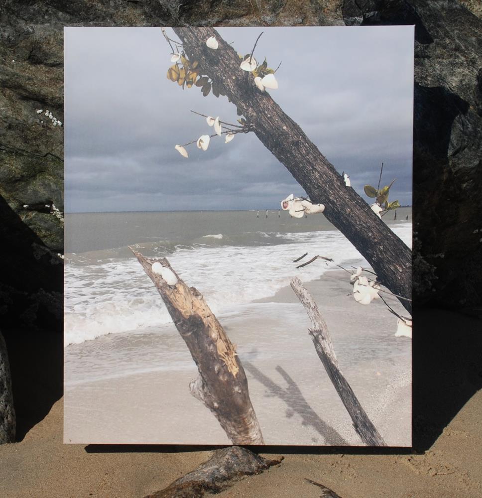 Canvas Print Photograph "Shells"