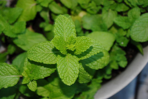 Spearmint