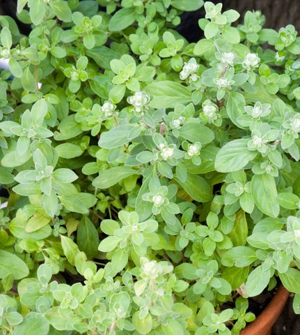Sweet Marjoram