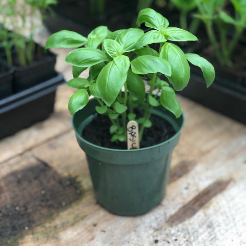Basil