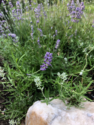 Lavender