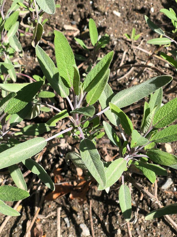 Sage