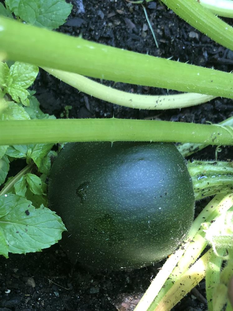 Summer Squash Eight Ball