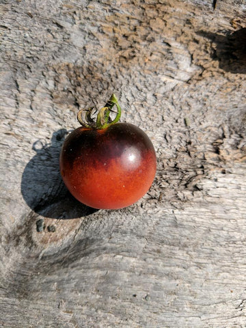 Cherry Tomato Indigo Cherry Drop