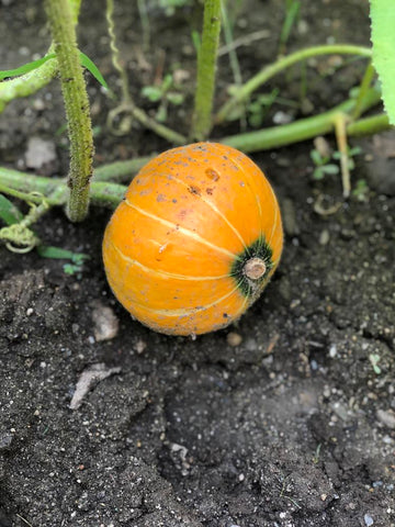 Winter Squash Kobocha Sunshine