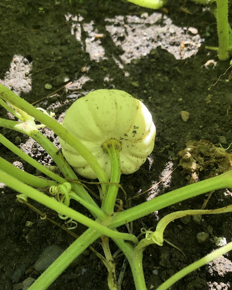 Pumpkin Mini Harvest Blend