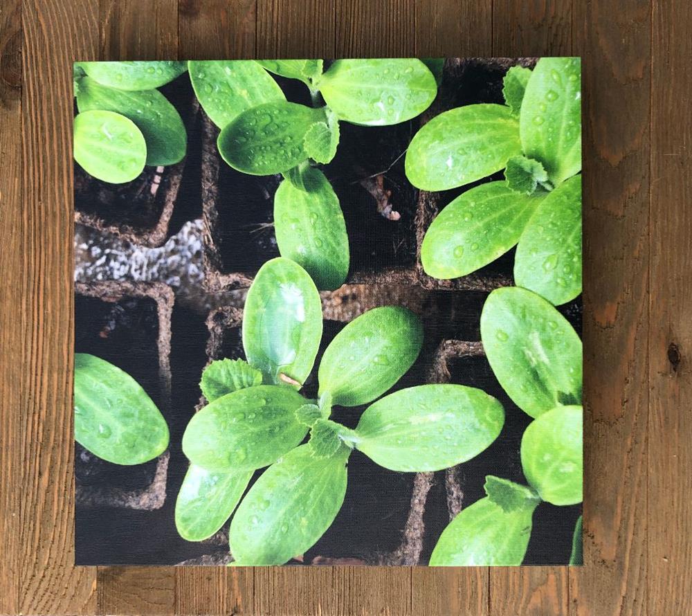 Canvas Print Photograph "Seedlings"